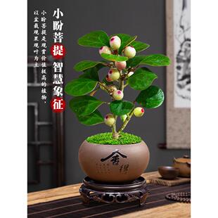 禅意小盆栽室内观果绿植创意微盆景观 菩提树盆景小盼菩提盆栽中式