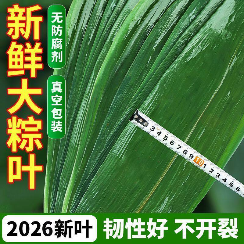 粽叶粽子叶新鲜大号棕叶箬竹批发