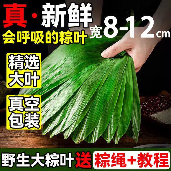 粽叶新鲜现摘粽子叶大号特包棕子专用的叶端午家商批发野生箬竹叶