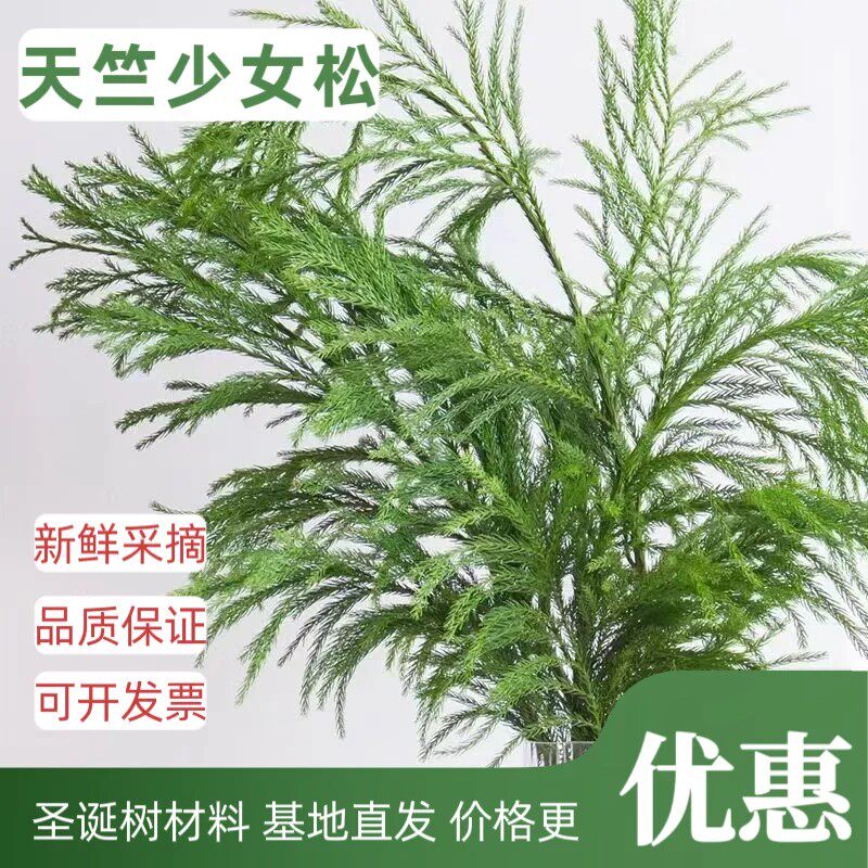 新鲜天竺少女松枝圣诞树基地直发