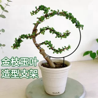金枝玉叶造型支架爬藤花架园艺支柱架阳台绿萝月季铁线莲藤本植物