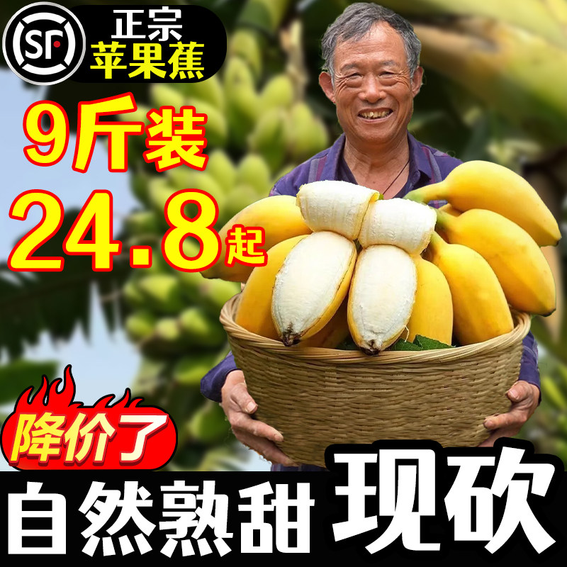 正宗苹果蕉香蕉新鲜9斤自然熟当季现摘整箱水果粉蕉小米芭蕉香焦