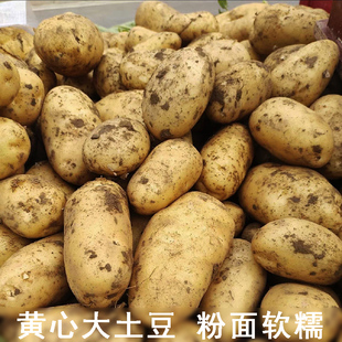 新鲜黄皮大土豆湖北长阳黄心沙面粉糯爆皮大洋芋现挖马铃薯精选装