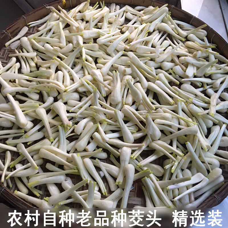 露天菜园藠头新鲜嫩茭头土茭头农家自种生荞头无叶去须精选发包邮