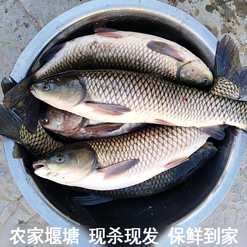 农家自家鱼塘大草鱼割鱼草喂养