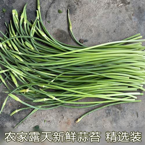 嫩蒜薹蒜头蒜毫蒜薹青蒜苗