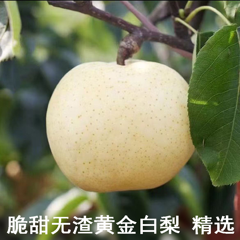 精选黄金白梨5 斤装黄白梨当季脆甜黄金梨香酥蜜梨早雪梨黄皮梨子