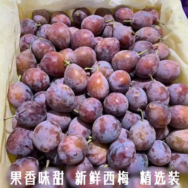 新鲜当季西梅李子水果精选肉厚核小果现摘甜西梅人工挑选大西梅