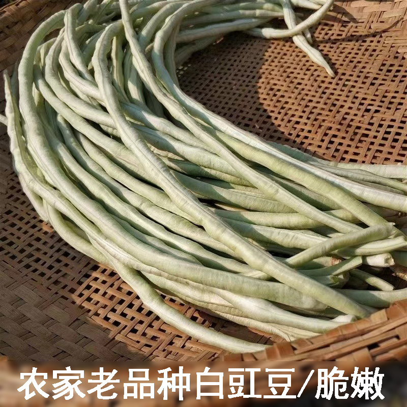 农家老品种长豇豆白豆角白豇豆