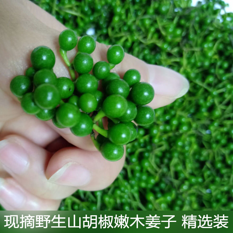 新鲜嫩木姜子恩施土特产野生山胡椒山仓子下单现摘蒜蓉辣椒酱材料