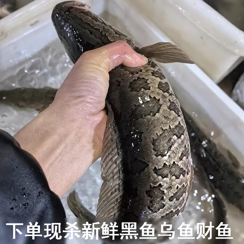 整鱼湖北宜昌黑鱼乌鱼才鱼财鱼