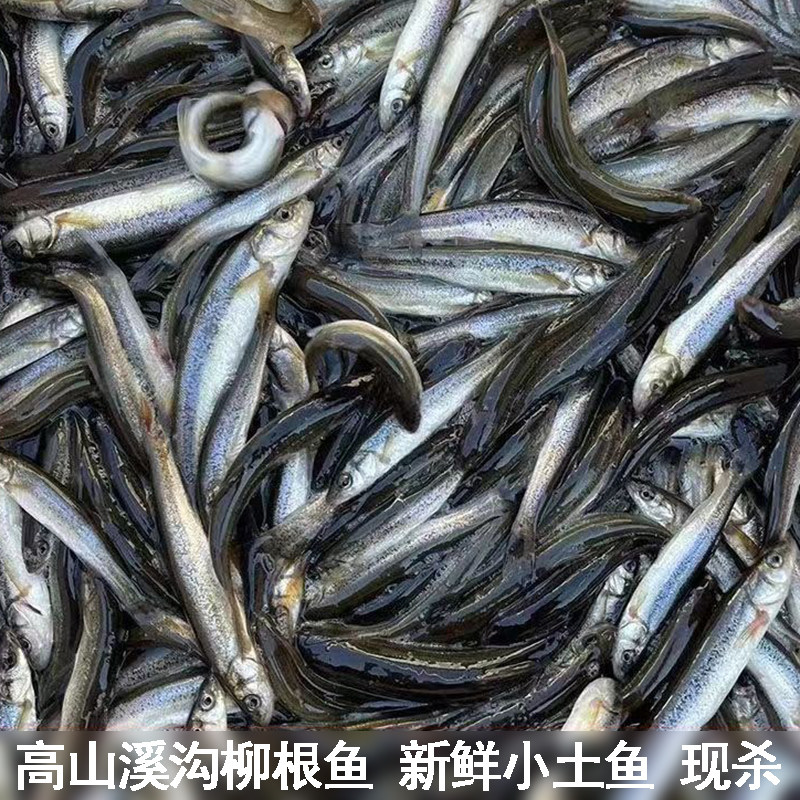 深山溪沟柳根鱼鲜活现杀小土鱼精选麦穗鱼冷水柳根子小鱼保鲜发货