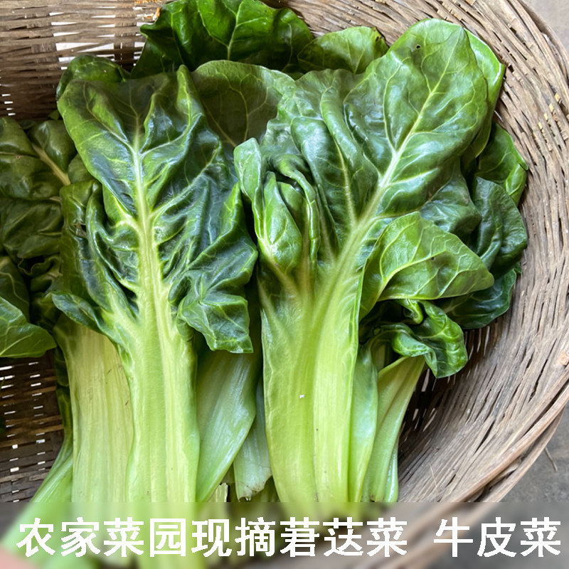 农户自种新鲜牛皮菜露天莙荙菜现摘厚皮君达菜当季蔬菜甜菜瓢儿菜