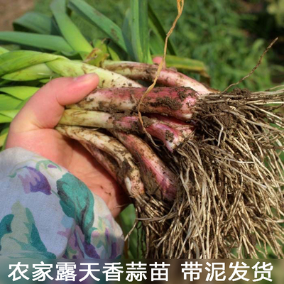 农家蔬菜新鲜红蒜苗红根蒜苗