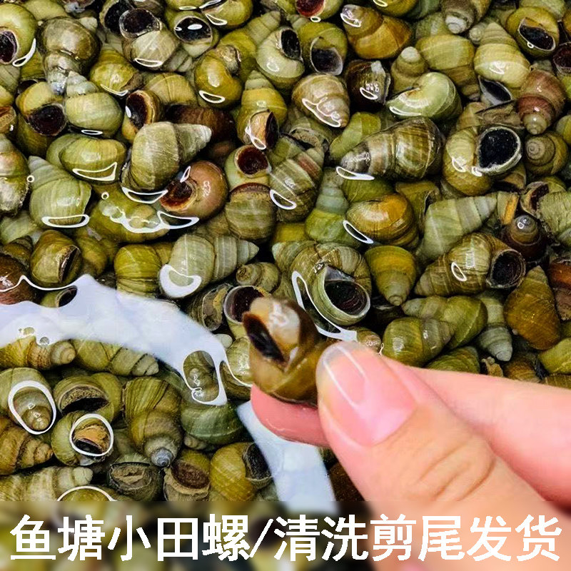 农家鱼塘小田螺精选泥螺剪好尾的小泥螺螺蛳粉螺丝肉鲜活螺蛳去尾