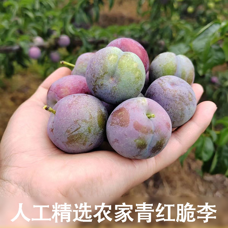农家果园现摘脆李青红李子应季水果正宗脱骨青红脆李茵红空心李子