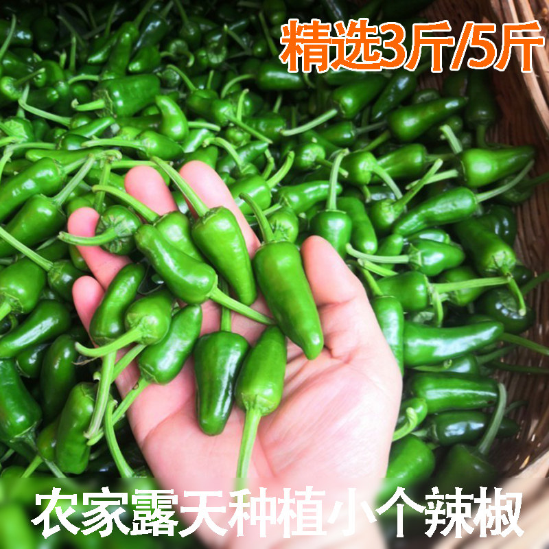新鲜小土辣椒薄皮辣椒湖北宜昌农家露天青椒子弹头精选装小个辣椒