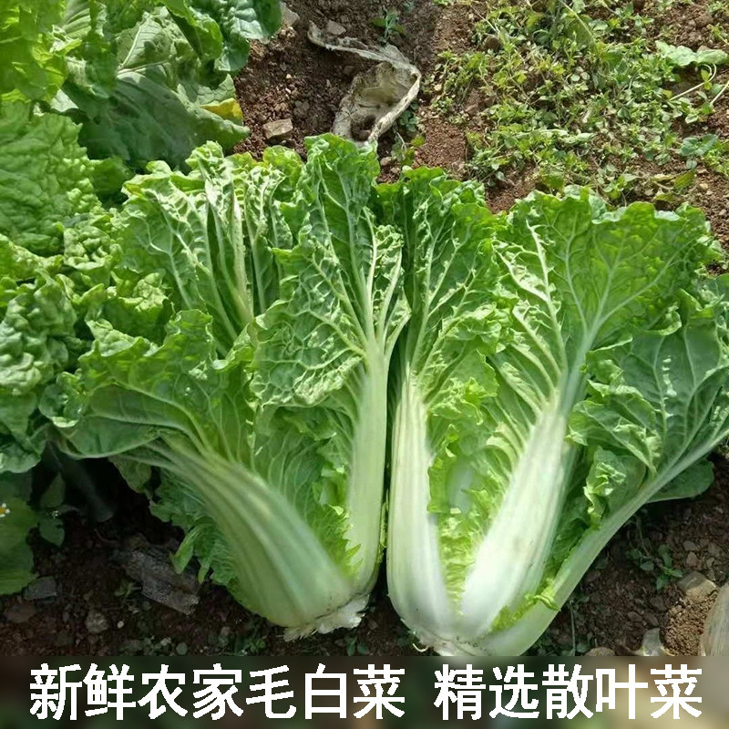 新鲜湖北毛白菜农家自种散叶白菜露天菜园大白菜绿叶白菜火锅青菜