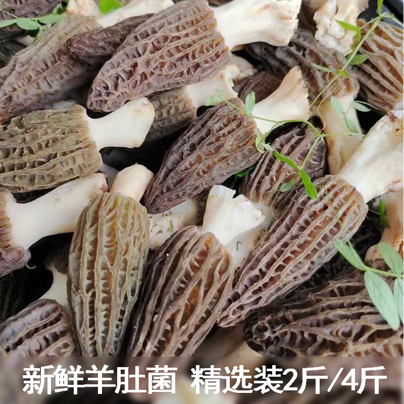 新鲜羊肚菌鲜货宜昌高山现采羊肚菌煲汤菌菇包头茬精选厚肉羊肚菌