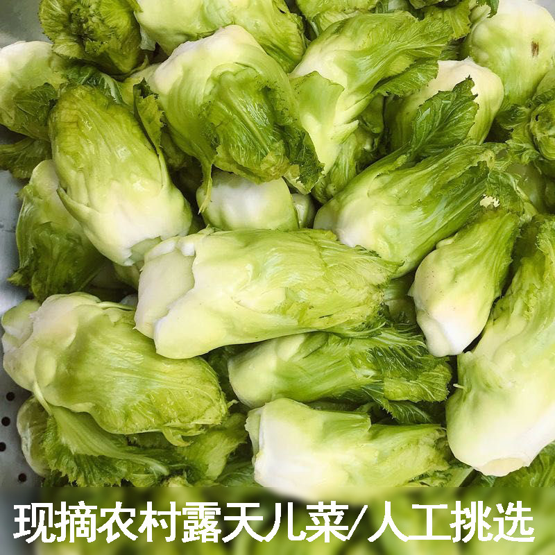农家自种儿菜娃娃菜抱儿菜