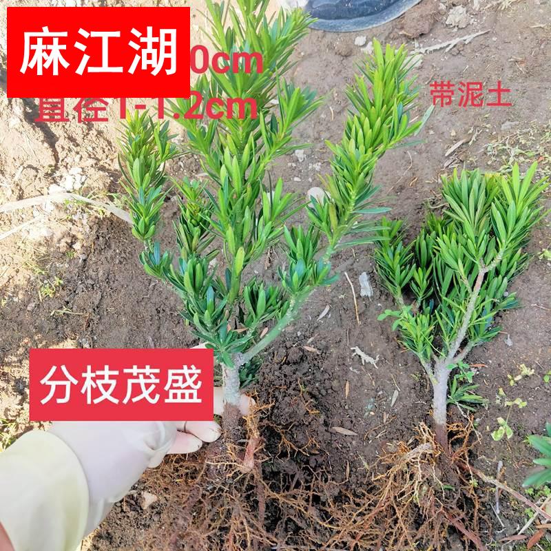 雀舌菊花芯罗汉松矮桩盆景苗素材苗绿植造型四季青扦插苗 宠物/宠物食品及用品 猫狗湿巾 原图主图