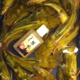 厂家阿修罗昂公杀砖头打窝黄辣丁黄颡鱼昂刺嘎鱼鲶鱼钓鱼小药饵料