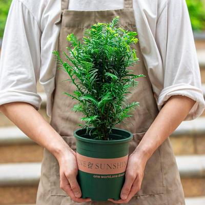红豆杉树苗盆栽老桩苗室内阳台窗台室外花园好养植物盆景花卉绿植