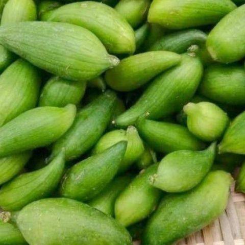 云南德宏特产新鲜蔬菜小雀瓜小角瓜美味素食装短季时令蔬菜