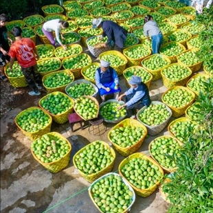 傣味·酸木瓜 老品种云南德宏大理临沧普洱闻香母水车载新鲜木瓜