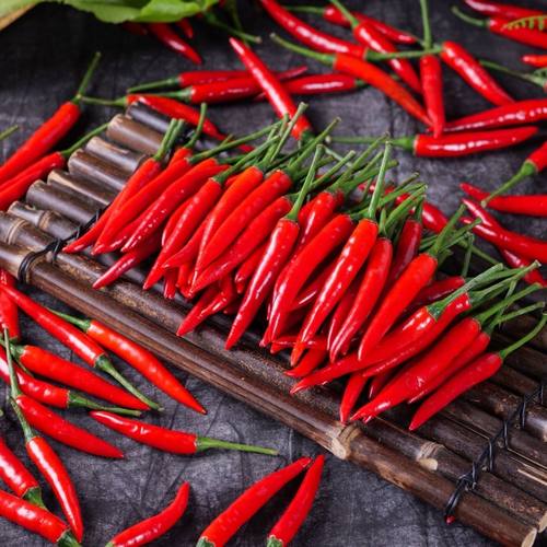 云南直发新鲜特辣小米辣