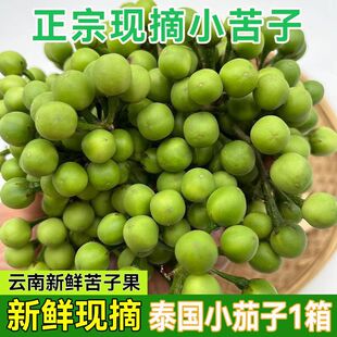 小苦子果云南特产撒撇苦子舂菜拌菜傣味精选野菜新鲜采摘德宏特色