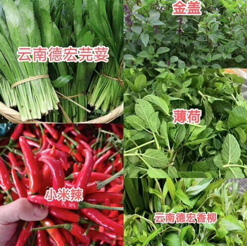 云南德宏傣味香料组合芫荽柠檬香柳金芥红米辣撇菜根舂鸡爪佐料