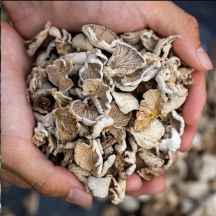 云南德宏农家特产白参菌干货裂褶菌白花白参沙参树花干净无脚根