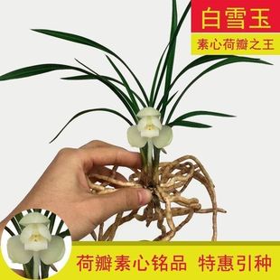即将上花春兰名品荷瓣【白玉雪】矮种兰花苗草本花卉大全兰草好养