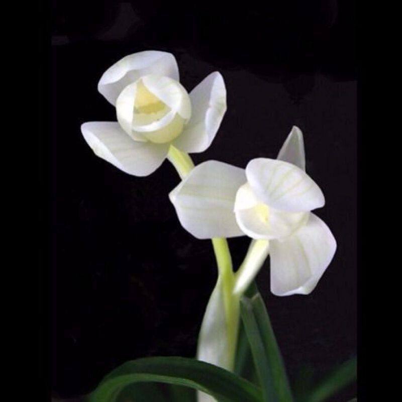 带花苞云南自然引种兰花苗 莲瓣荷瓣【永怀素】 绿植花卉大全盆栽,鲜花速递/花卉仿真/绿植园艺,国兰/杂交兰/洋兰类,淘宝优惠券,粉丝福利购,淘宝优惠卷