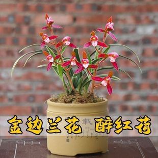 当年开花名贵矮种兰花苗建兰【醉红荷】浓香型金边艺花卉盆栽绿植