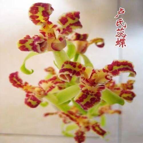 带花苞兰花蕙兰三星蝶【卢氏蕊蝶】阳台盆栽室内外花卉大全绿植