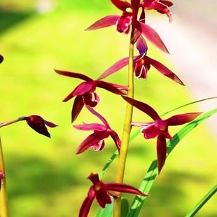 带花苞老品种新品蕙兰【紫气东来】花卉大全绿植懒人盆栽当年开花