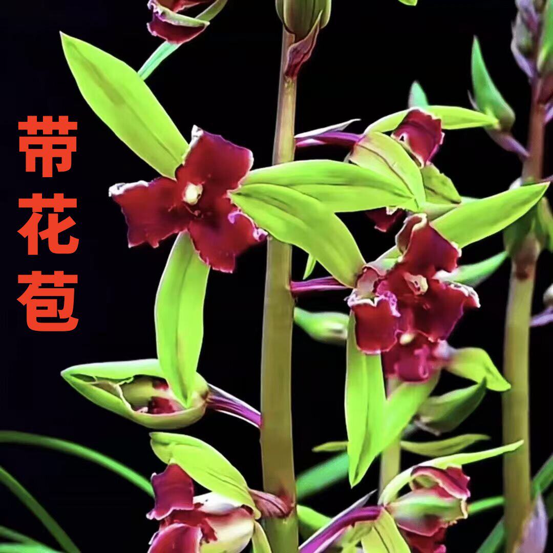 带花苞兰花大全蕙兰老品种【星月红素】老八种花卉浓香型红花盆栽