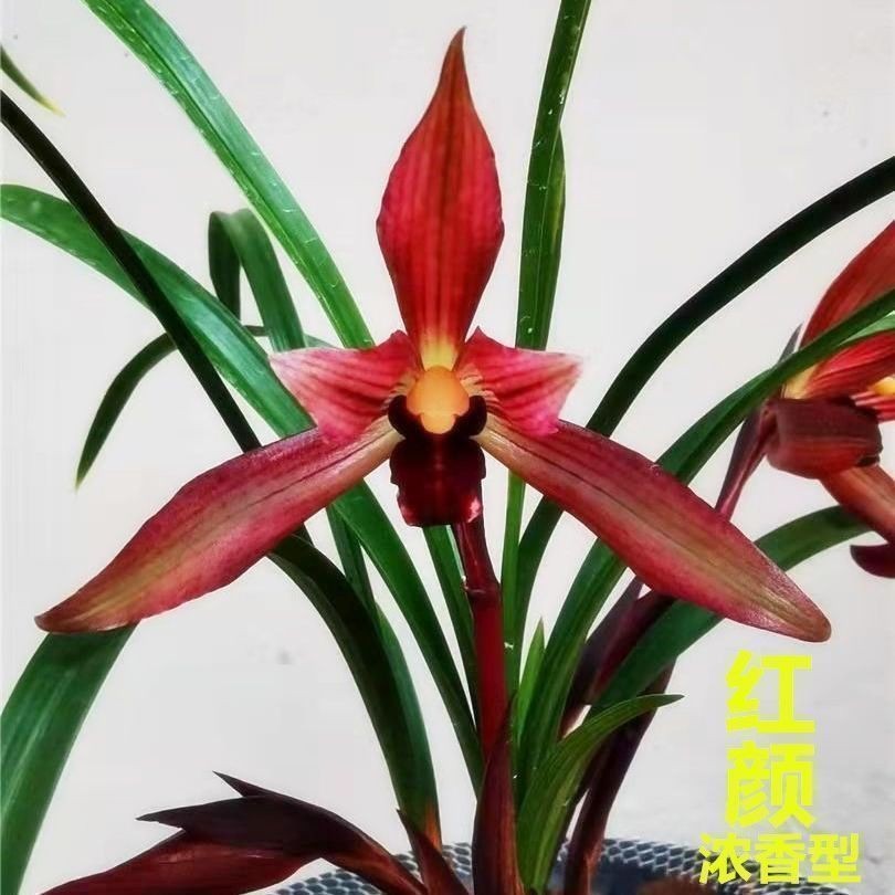 带花苞兰花苗【红颜】原生品种春兰当年开花客厅阳台铭品花卉大全