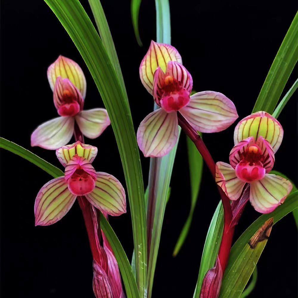 即将上花新品网红色花【醉红妆】浓香型绿植物花卉大全室内外盆栽