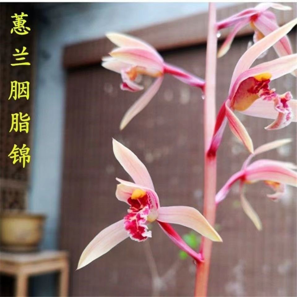带花苞老种兰花苗【胭脂锦】蕙兰粉红花色花室内外绿植花卉