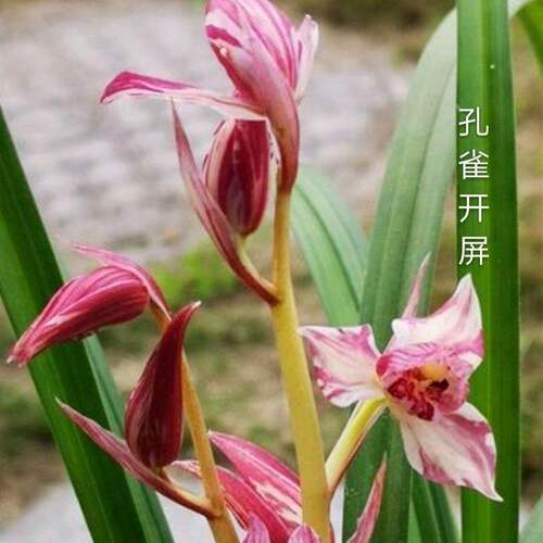 即将上花新品兰花苗蝶花【孔雀开屏】客厅室内外绿植懒人盆栽花卉
