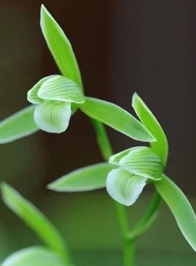 寒兰带花苞花卉大全【天道素】室内素舌名品老种绿植浓香盆栽植物