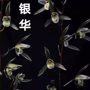 带花苞名贵细叶寒兰【银华】浓香型室内外当年开花老品种兰花大全