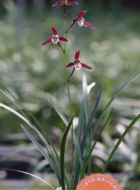 带花苞国兰寒兰新品【端妍】老种室内外绿植开花浓香型阳台盆栽