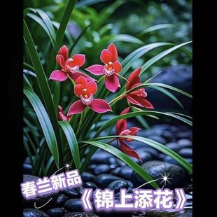 即将上花新品春兰《锦上添花》浓香型室内园林当年花卉大全盆栽