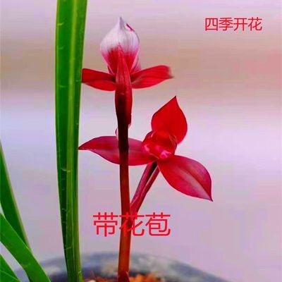 兰花带花苞一杆多花浓香型