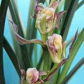 即将上花开花浓香兰花苗春兰 九阳牡丹 室内外阳台花卉绿植盆栽