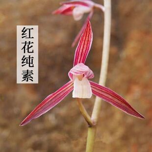 即将上花兰花苗浓香型细叶寒兰【红花纯素】阳台客厅露天盆栽花卉